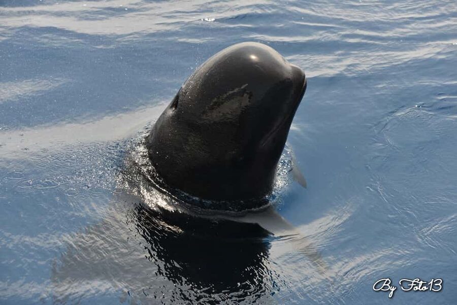 Whale-Watching, Dolphins & Whales from Bandol - What the hydrophone adds to the day