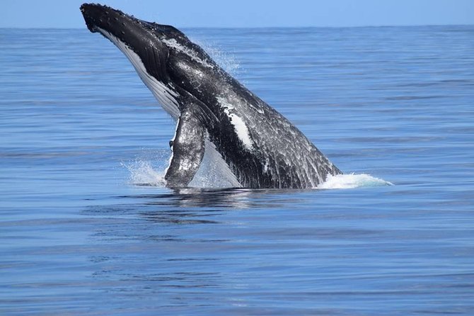 Whale Watching Dunsborough - Tea, coffee, and the free whale footage