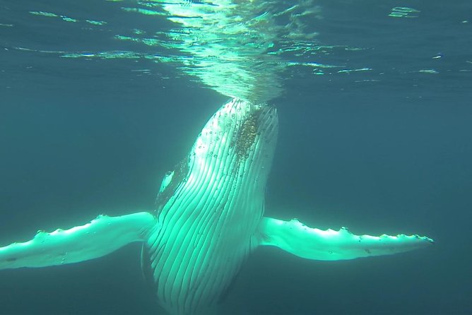 Whale Watching Dunsborough - How the $68.14 price measures up