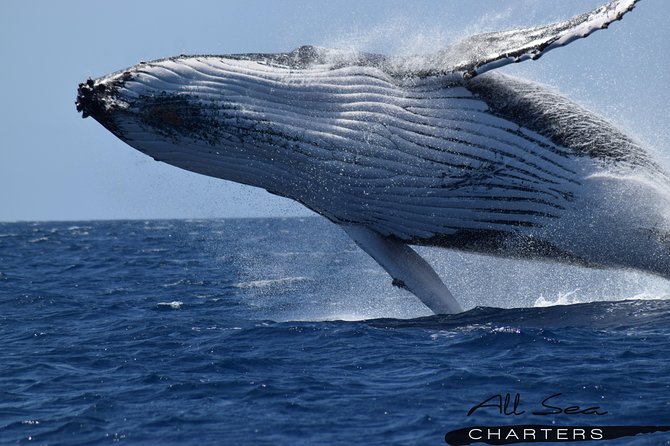 Whale Watching Dunsborough - Three decks give you room to watch