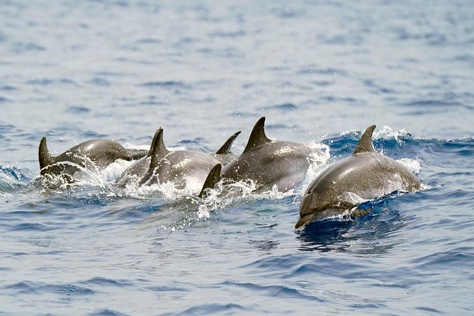 Whale Watching Eco-Adventure from Costa Adeje - Why this Costa Adeje whale tour feels different