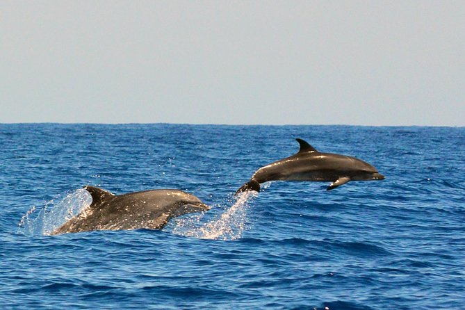Whale Watching Eco-Adventure from Costa Adeje - What you may see in two hours