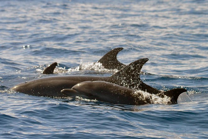 Whale Watching Eco-Adventure from Costa Adeje - Listening below the surface with the hydrophone