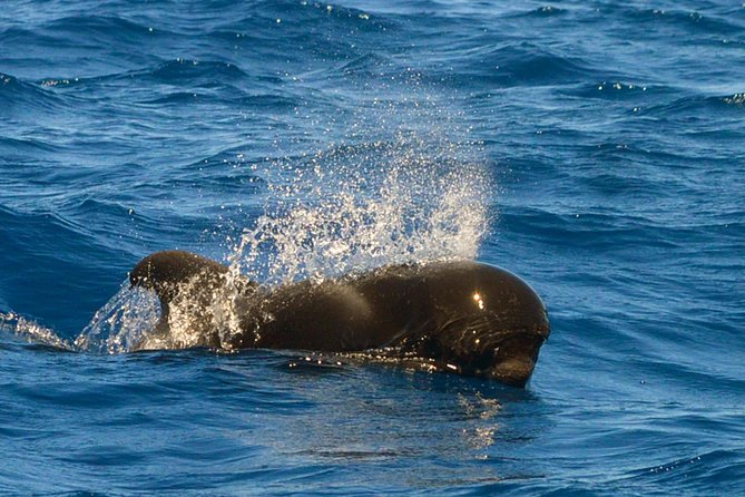Whale Watching Eco-Adventure from Costa Adeje - A small group makes a practical difference