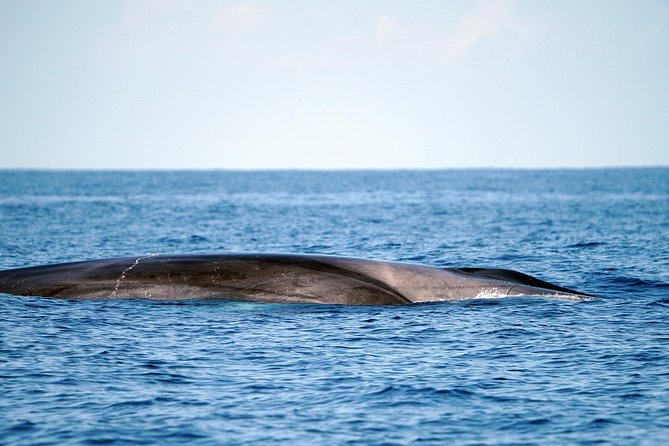 Whale Watching Eco-Adventure from Costa Adeje - The value of the $72.56 price