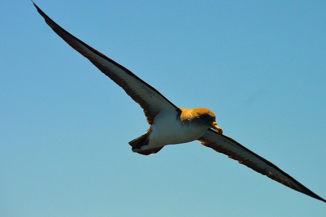 Whale Watching Eco-Adventure from Costa Adeje - Who will enjoy this Tenerife boat trip?