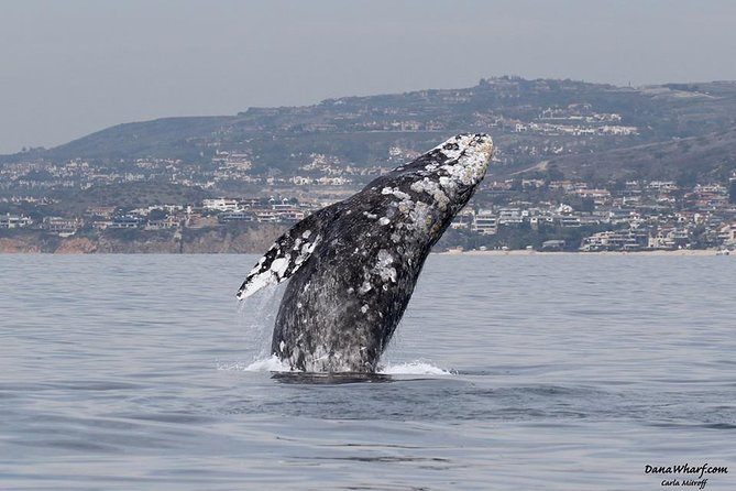 Whale Watching Excursion in Dana Point - Key points to know before you go