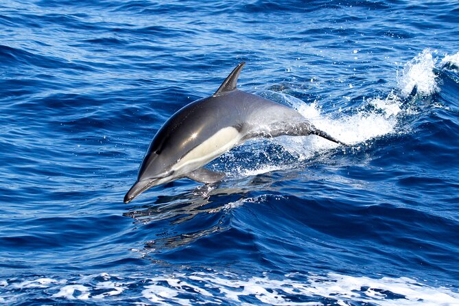 Whale Watching Excursion in Dana Point - The first stretch offshore can be the toughest