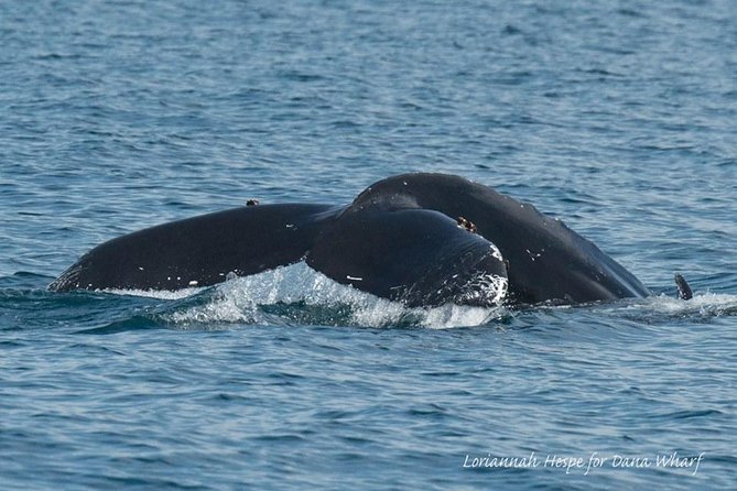 Whale Watching Excursion in Dana Point - What a whale sighting really looks like