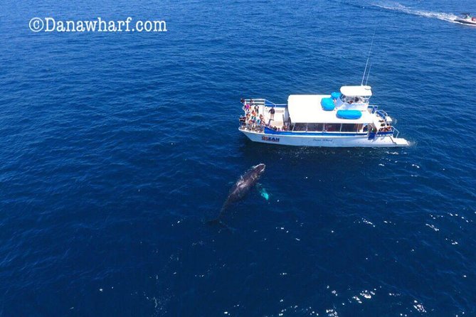 Whale Watching Excursion in Dana Point - Deck views, cabin comfort, and onboard service