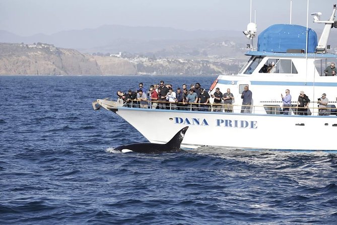 Whale Watching Excursion in Dana Point - Is $65 a fair price for two hours?