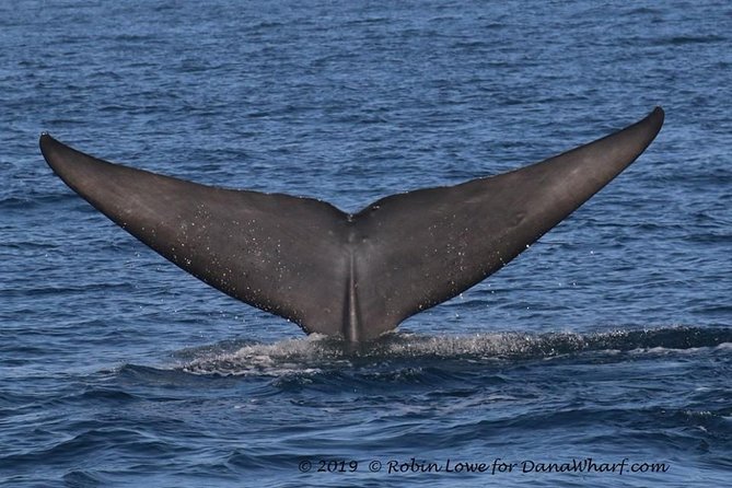 Whale Watching Excursion in Dana Point - Who will enjoy this Dana Point outing?