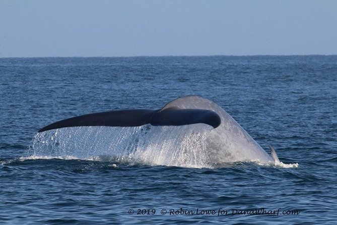 Whale Watching Excursion in Dana Point - Booking details that can save you trouble