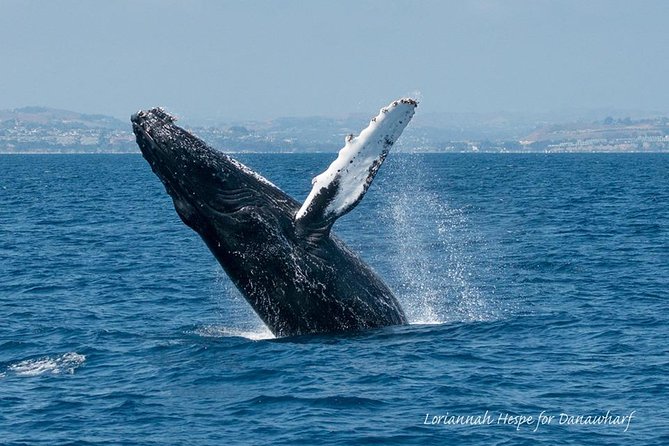 Whale Watching Excursion in Dana Point - Searching the Pacific for whales and dolphins