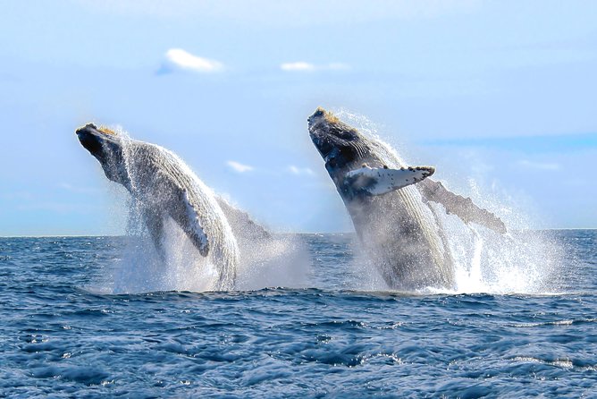 Whale Watching Experience - Why winter in Banderas Bay is whale season