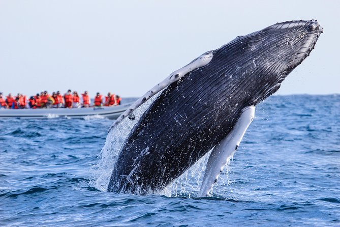 Whale Watching Experience - What you may see from the water