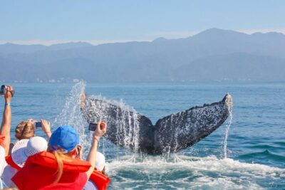 Whale Watching Experience
