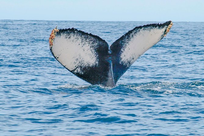 Whale Watching Experience - Guides who make the difference