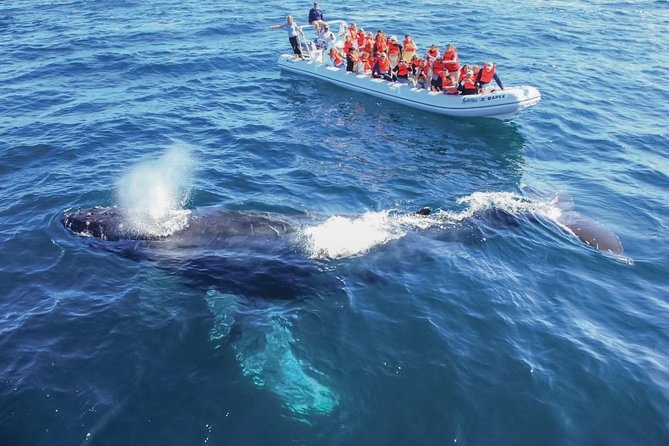 Whale Watching Experience - Who should choose this whale tour