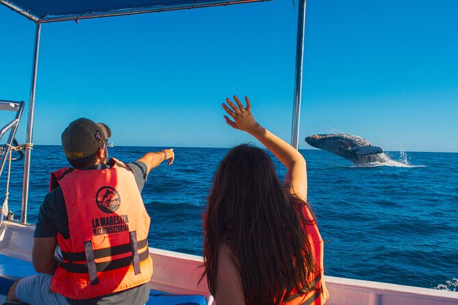 Whale Watching Experience in Cabo San Lucas 2 hours - Key points to know before booking