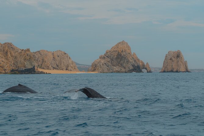 Whale Watching Experience in Cabo San Lucas 2 hours - Cabo’s famous Arch is the star of the outing