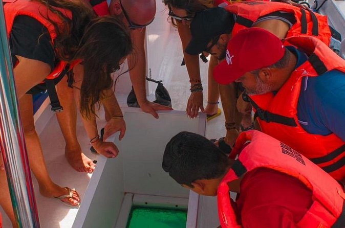 Whale Watching Experience in Cabo San Lucas 2 hours - Group size, language, and comfort