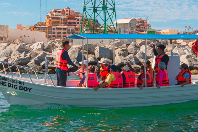 Whale Watching Experience in Cabo San Lucas 2 hours - What to bring and what to confirm