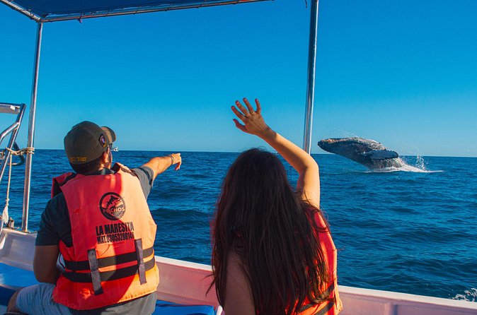 Whale Watching Experience in Cabo San Lucas 2 hours - Booking advice for the best experience