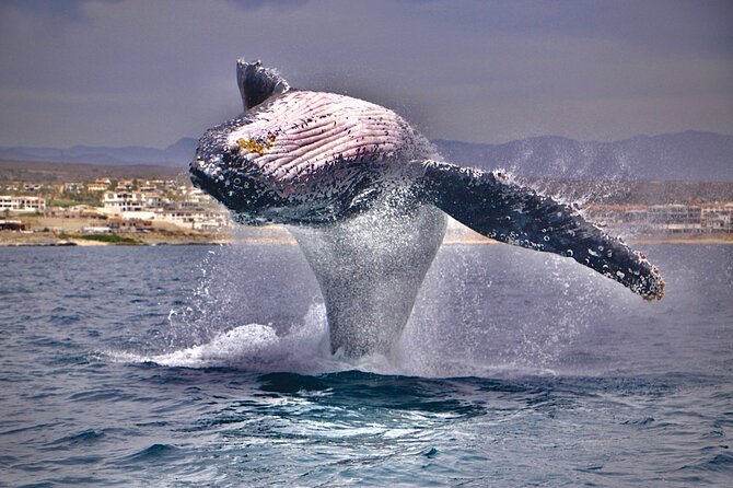 Whale Watching Experience in Cabo San Lucas - Starting at the Cabo marina