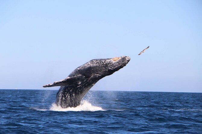 Whale Watching Experience in Cabo San Lucas - Pelican Rock adds a short fish stop