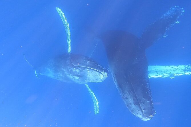 Whale Watching Experience in Cabo San Lucas - Whale watching depends on nature, not a timetable