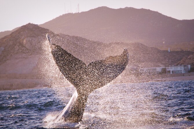 Whale Watching Experience in Cabo San Lucas - Roger and his crew keep the trip personal
