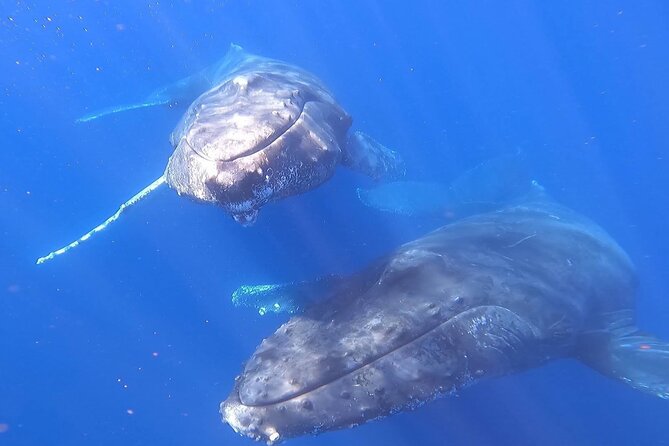 Whale Watching Experience in Cabo San Lucas - What to bring for two and a half hours