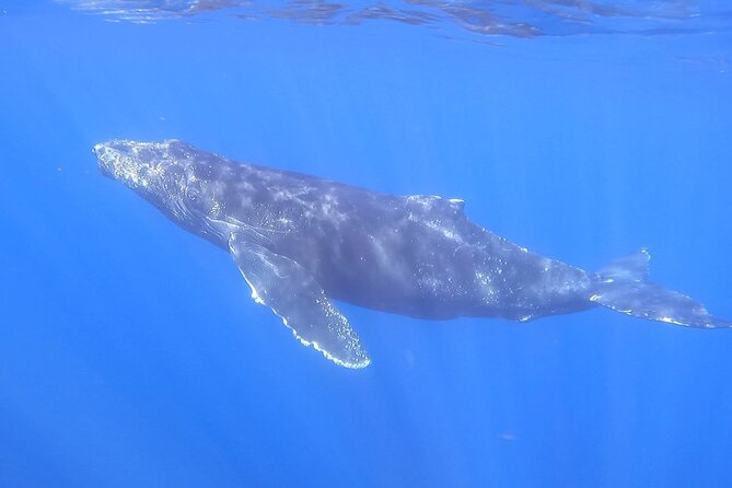 Whale Watching Experience in Cabo San Lucas - Hotel pickup needs a quick confirmation
