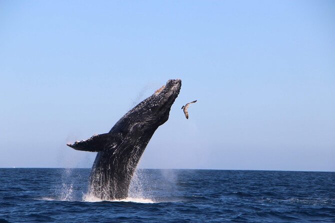 Whale Watching Experience in Cabo San Lucas - The Arch of Cabo San Lucas comes first