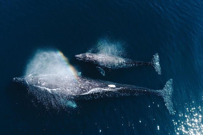 Whale Watching Experience in Mirissa - Key points to know before you sail