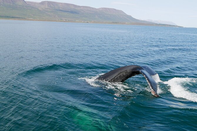 Whale Watching from Akureyri Port - What the viewing experience is really like