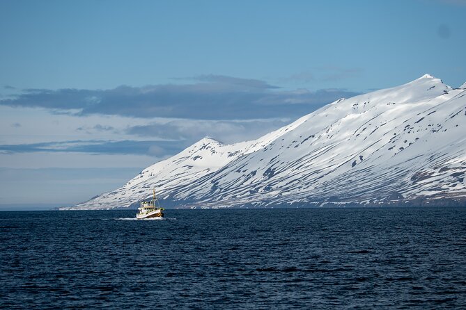 Whale Watching from Akureyri Port - How the $144.35 price measures up