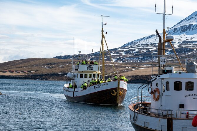Whale Watching from Akureyri Port - Who will enjoy this trip most