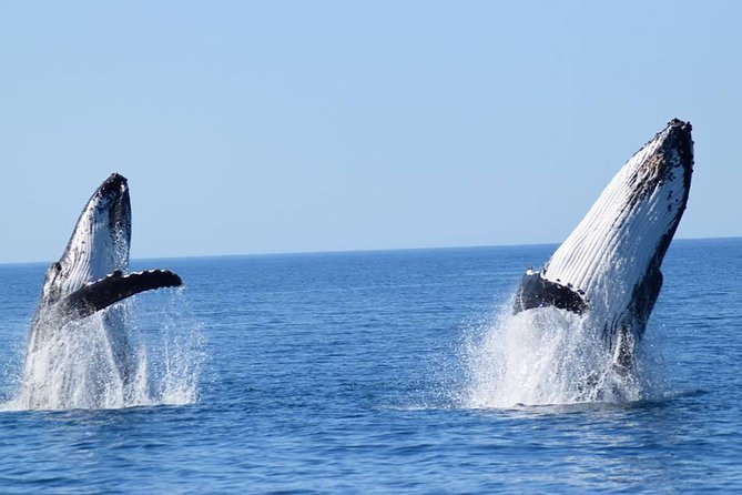 Whale Watching from Augusta in Western Australia - Key points to know before you book