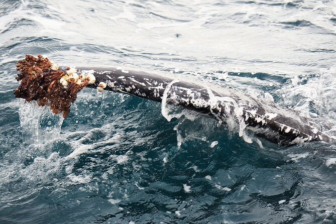 Whale Watching from Augusta in Western Australia - A realistic look at the whale sightings