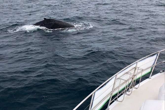 Whale Watching from Augusta in Western Australia - Boarding Tradewind 3 at Augusta Boat Harbour