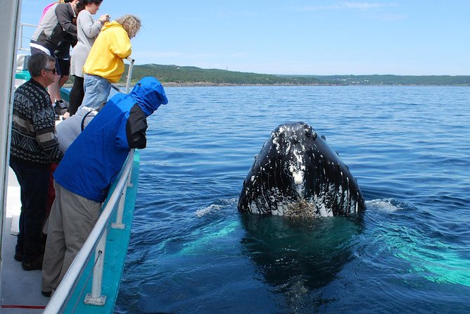 Whale Watching From Colombo - Rough seas are the key risk