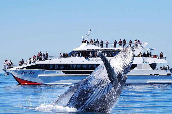 Whale Watching From Colombo - Is $171 a fair price?