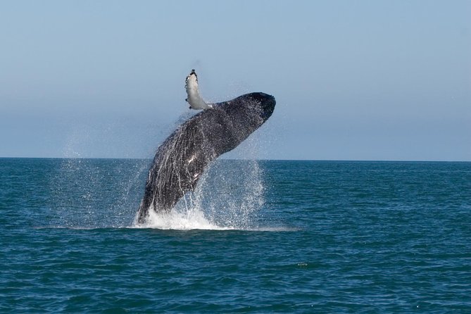 Whale Watching From Colombo - Reaching Mirissa before the boats leave