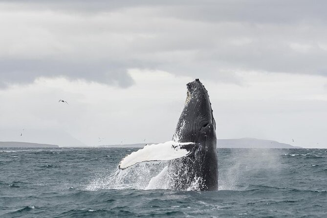 Whale Watching from Downtown Akureyri - Leaving Akureyri harbor for Eyjafjord