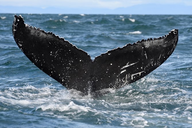 Whale Watching from Downtown Akureyri - The return trip and the value of the photographs