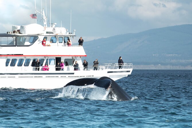 Whale Watching from Friday Harbor - Key points to know before you book
