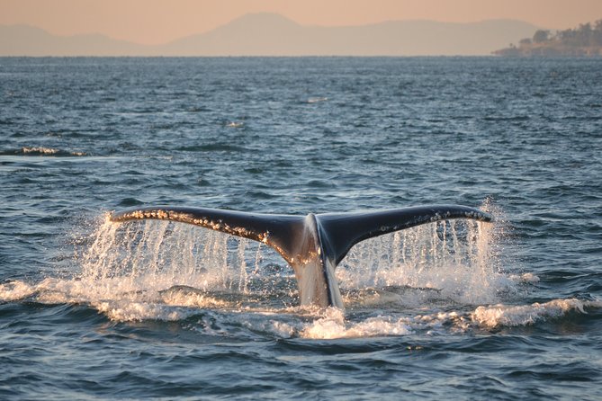 Whale Watching from Friday Harbor - What the four-hour search feels like