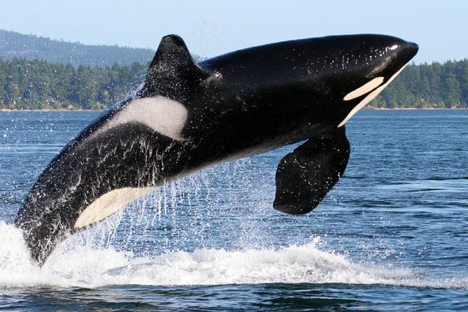 Whale Watching from Friday Harbor - How comfortable is the cruise for families?